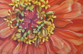 Zinnia