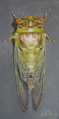 Cicada