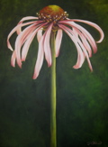 Purple Coneflower