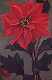 Red Dahlia