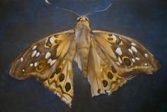 Hackberry Emperor