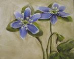 Hepatica