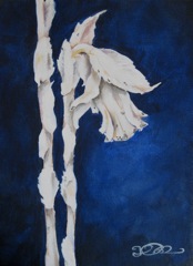 Indian Pipe