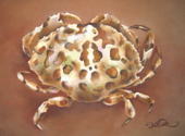 Leopard Crab