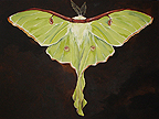 Luna Moth