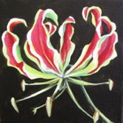 Gloriosa  Lily Study