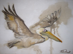 Pelican