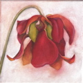 Pitcher Plant Flower