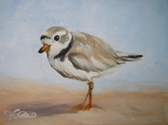 Piping Plover I