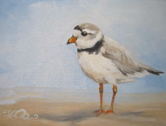 Piping Plover II