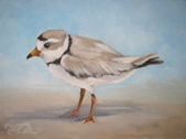 Piping Plover IV
