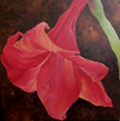 Red Amaryllis