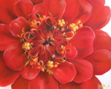 Red Zinnia