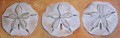 Sand Dollars