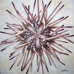 Sea Urchin