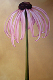 Smooth Coneflower