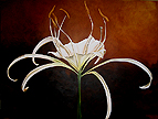 Spider Lily