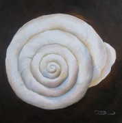 Spiral Shell
