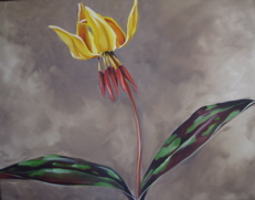 Trout Lily II