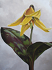 Trout Lily