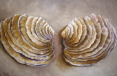 Venus Shells
