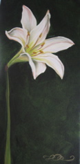 Atamasco Lily