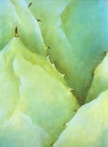 Winter Cactus II