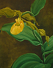 Yellow Lady Slipper